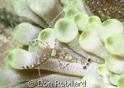 This picture was taken in Bonaire on a site called Andrea... by Don Robillard 